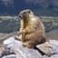 marmot