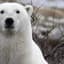 TheWildCanadianPolar