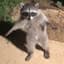 Raccoon