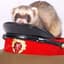 Ferret