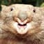 Wombat