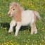 Pony