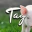 Tag