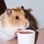 ☘Hamster