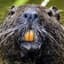 beaver