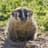 Badger