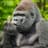 GorillaManGonzo
