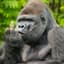 GorillaManGonzo