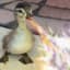 KamikazeDuck