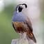 Quails