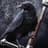 Raven
