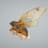 Cicada