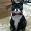 TuxedoCat