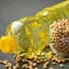 Refined Seed Oils