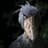 Shoebill Stork
