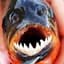 RED PIRANHA