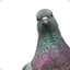 Pigeon