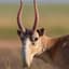 Saiga