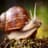The Snail