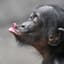 Bonobo ohne komische Zeichen