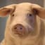 Swine