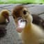 Babyduck