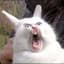 Enraged_Rabbit