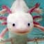 axolotl_person