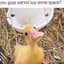DuckDoinQuack