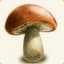 mushroom