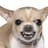 Angry Chihuahua
