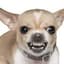 Angry Chihuahua