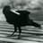 Crow