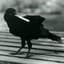 Crow