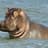HippoKing346