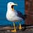 seagull
