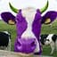 PurpleCow