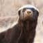 HoneyBadger