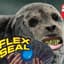 Flex Seal