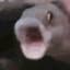 *POGFISH*