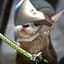 otter
