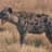 WhiteHyena