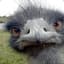 Sneezing Emu