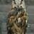 the owl
