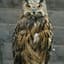 the owl