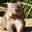 Wombat
