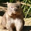 Wombat