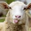 Sheep_Schmuggler