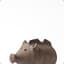 piglet