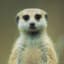Meerkat Manner